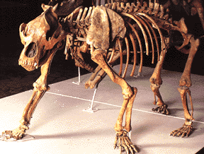 cave bear skeleton