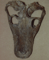 Annatherasidus skull