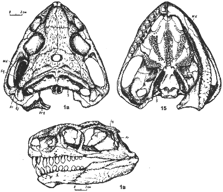 drawing of Ennatosaurus