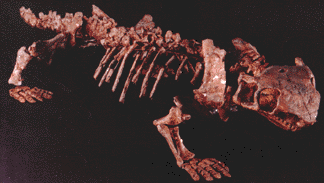 Ennatosaurus skeleton