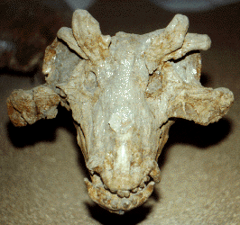 estemmosuchus mirabilus skull
