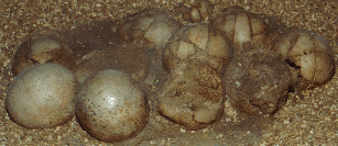hadrosaur eggs