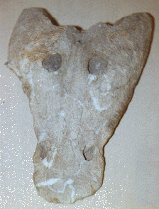 melosaurus skull
