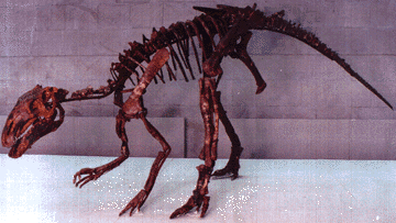 probactrosaurus skeleton