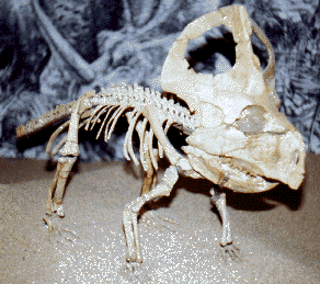 protoceratops skeleton