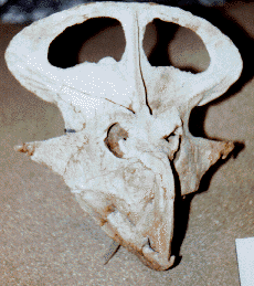 Protoceratops skull