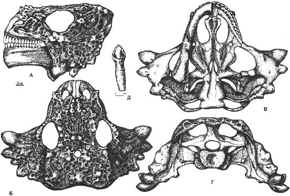 drawing of Scutosaurus karpinskii