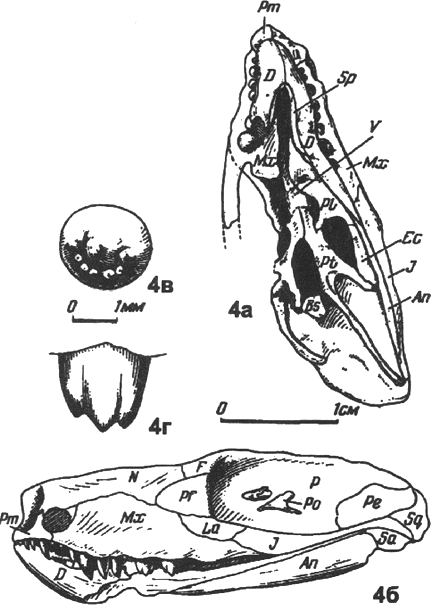 drawing of Silphedosuchus orenburgensis