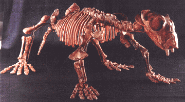 lystrosaurus skeleton