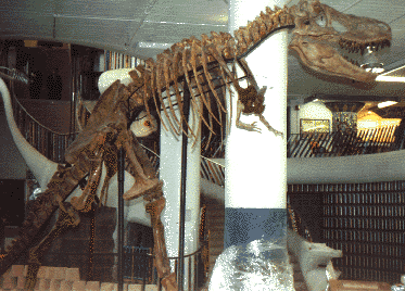 tarbosaur skeleton