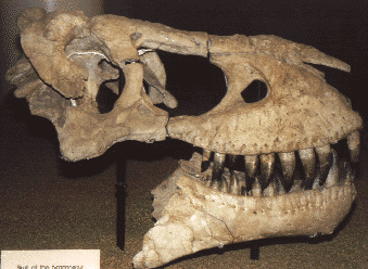 tarbosaur skull