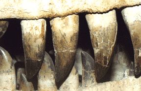 tarbosaur teeth