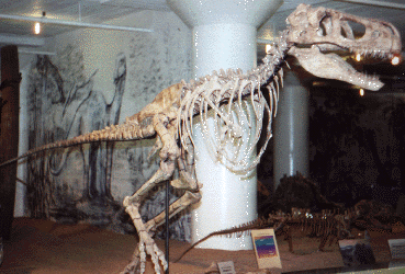 young tarbosaur skeleton