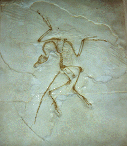 archeaopteryx-Berlin specimen
