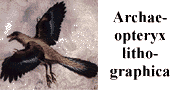 go to Archaeopteryx lithographica