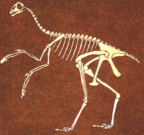 drawing of skeleton of avimimus