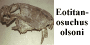 go to Eotitanosuchus olsoni