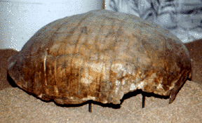 ergylimus shell