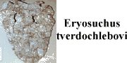 go to Eryosuchus