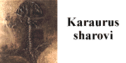 go to karaurus sharovi