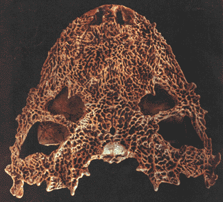 lanthanosoochus skull