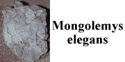 go to Mongolemys elegans