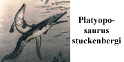 go to Platyoposaurus stuckenbergi