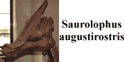 go to Saurolophus augustirostris