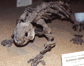juvenile scutosaurus skeleton