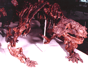 scutosaurus skeleton