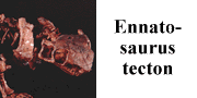 go to Ennatosaurus tecton