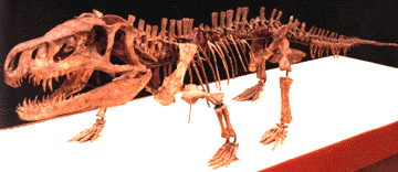 garjainia skeleton