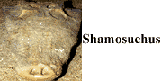 go to Shamosuchus