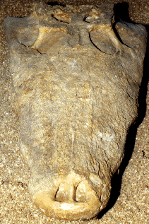 shamosuchus skull
