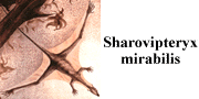 go to Sharovipteryx mirabilis