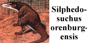 go to Silphedosuchus orenburgensis