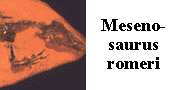 go to Mesenosaurus romeri