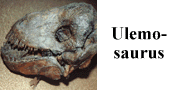 go to Ulemosaurus svajagensis