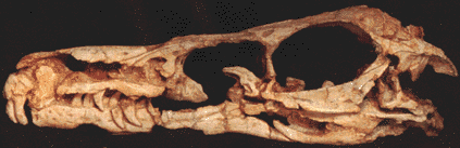 velociraptor skull