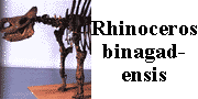 go to rhino